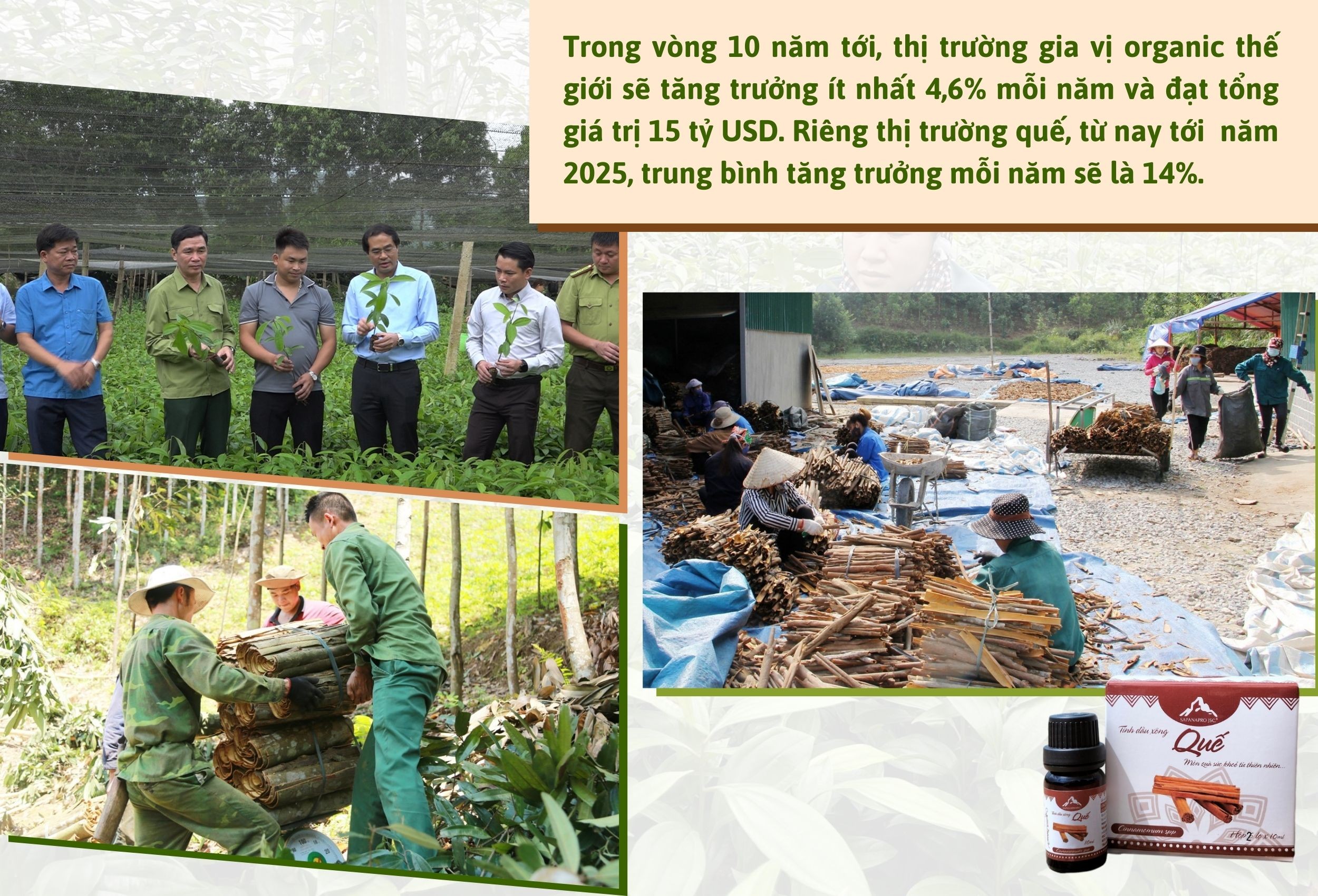 Longform | Lào Cai: Nâng cao giá trị và tìm thị trường ổn định cho sản phẩm quế Longform | Lào Cai: Nâng cao giá trị và tìm thị trường ổn định cho sản phẩm quế