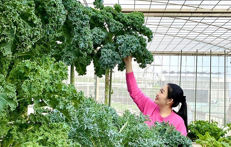 Cải xoăn Kale được ví như vua của các loại rau
