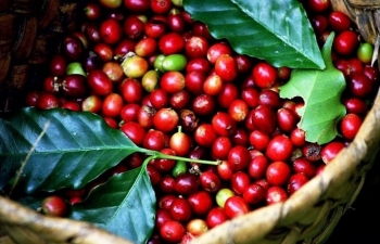 Giá cà phê khởi sắc nhờ việc bán hàng yếu tại các quốc gia sản xuất chính