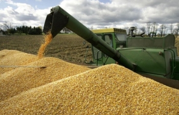 Giá ngô tiếp tục suy yếu, giá lúa mì kết thúc chuỗi giảm 4 ngày