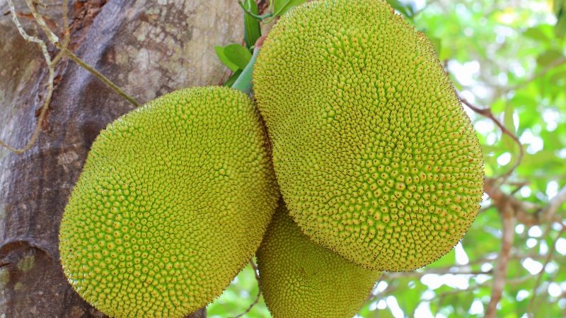 Giá mít Thái hôm nay ngày 31/10/2023: Giá mít Thái hôm nay ngày 31/10/2023: