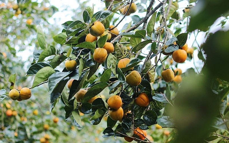 Hồng giòn là loại trái cây đặc trưng của mùa thu Hồng giòn là loại trái cây đặc trưng của mùa thu