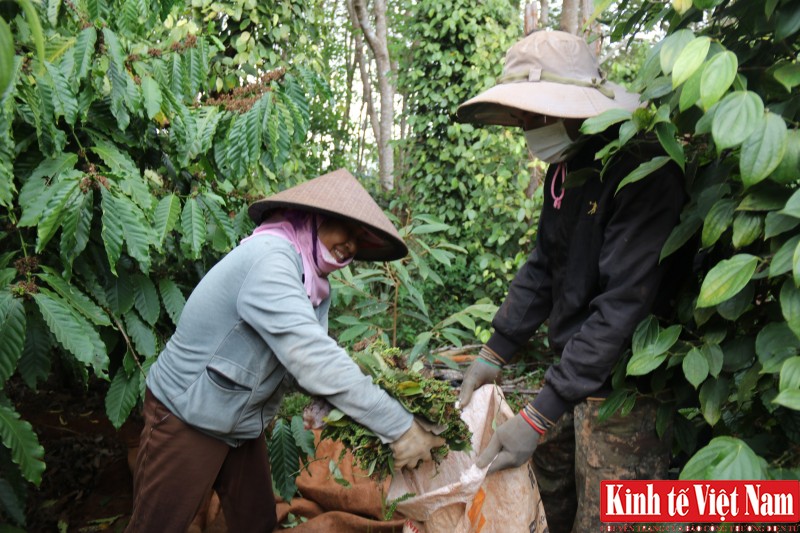 Giá tiêu hôm nay, các địa phương tiếp tục đứng giá. Ảnh: Cấn Dũng Giá tiêu hôm nay, các địa phương tiếp tục đứng giá. Ảnh: Cấn Dũng