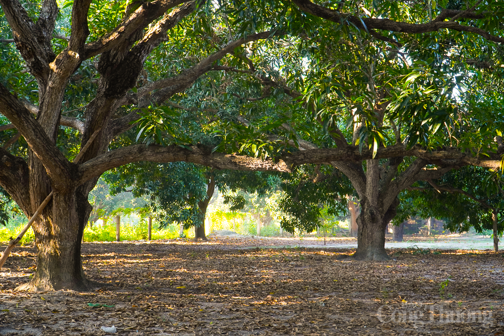 Vườn xoài cổ thụ được trồng từ thời Pháp hút khách Vườn xoài cổ thụ được trồng từ thời Pháp hút khách