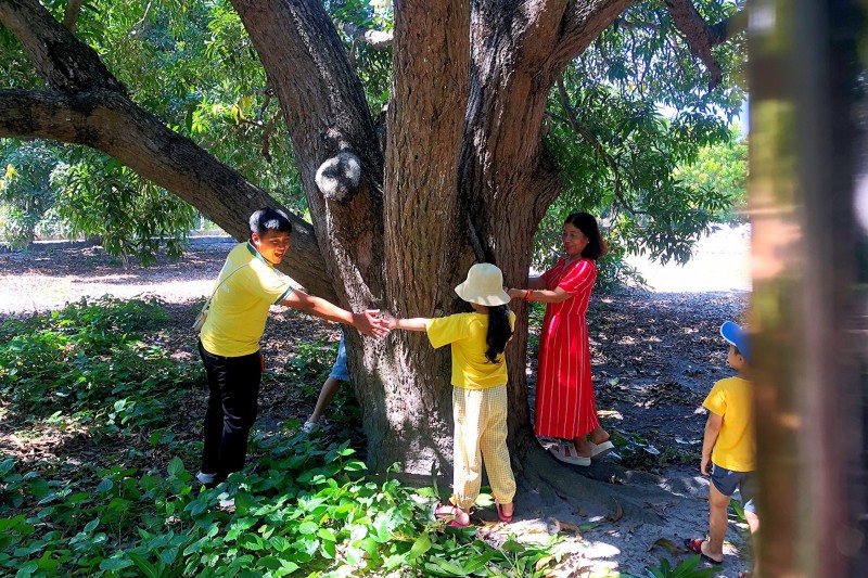 Vườn xoài cổ thụ được trồng từ thời Pháp hút khách Vườn xoài cổ thụ được trồng từ thời Pháp hút khách