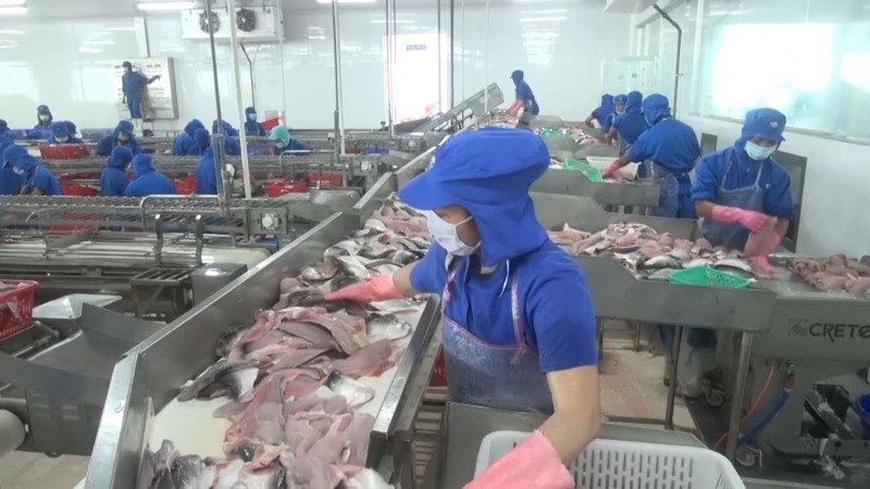 Xuất khẩu cá tra tìm đường vượt khó Xuất khẩu cá tra tìm đường vượt khó