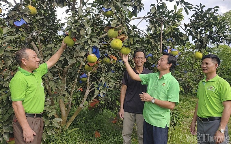 Huyện Hương Khê đang nỗ lực mang bưởi Phúc Traạch chinh phục thị trường quốc tế Huyện Hương Khê đang nỗ lực mang bưởi Phúc Traạch chinh phục thị trường quốc tế