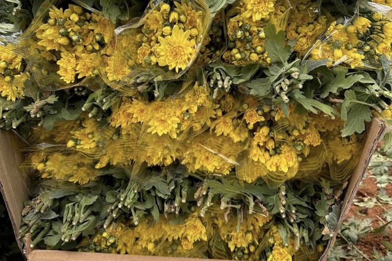 Lâm Đồng: Nâng cao tỷ lệ xuất khẩu hoa Lâm Đồng: Nâng cao tỷ lệ xuất khẩu hoa