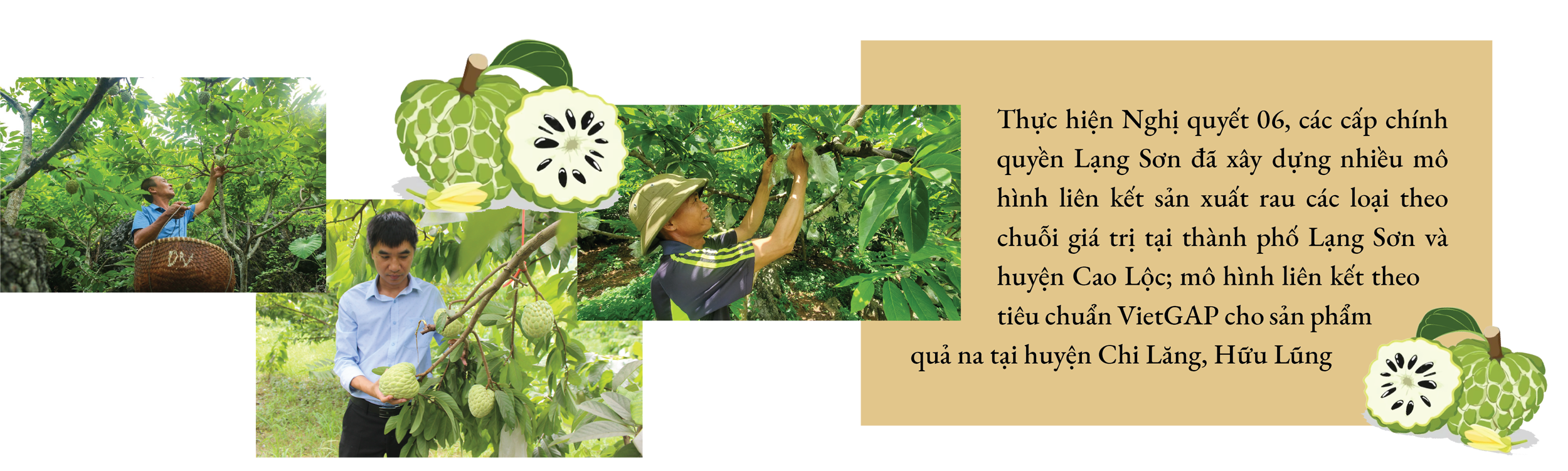 Longform | Lạng Sơn: Hiệu quả cao từ vùng sản xuất hàng hóa tập trung gắn với chuỗi liên kết Longform | Lạng Sơn: Hiệu quả cao từ vùng sản xuất hàng hóa tập trung gắn với chuỗi liên kết
