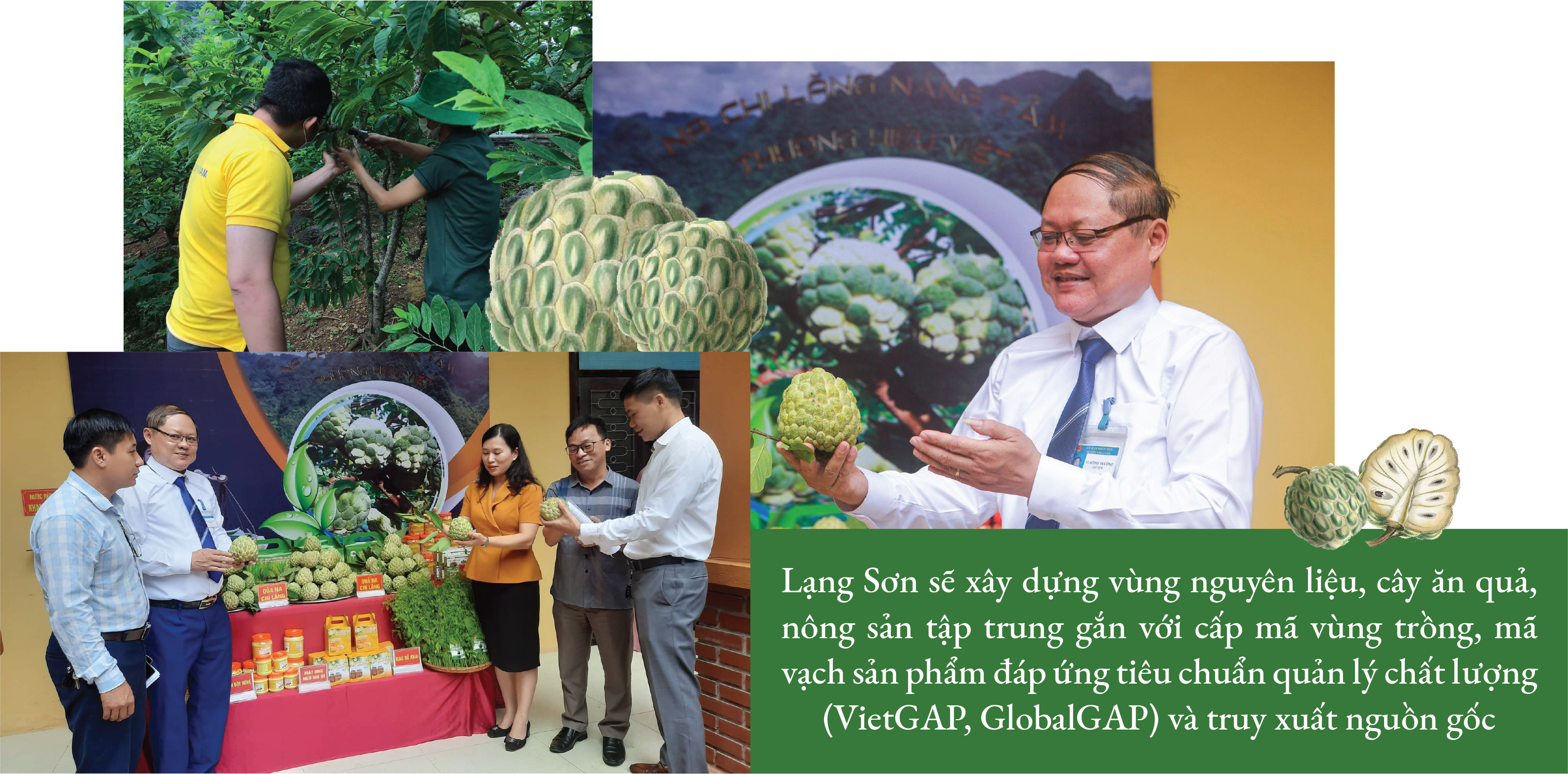 Longform | Lạng Sơn: Hiệu quả cao từ vùng sản xuất hàng hóa tập trung gắn với chuỗi liên kết Longform | Lạng Sơn: Hiệu quả cao từ vùng sản xuất hàng hóa tập trung gắn với chuỗi liên kết