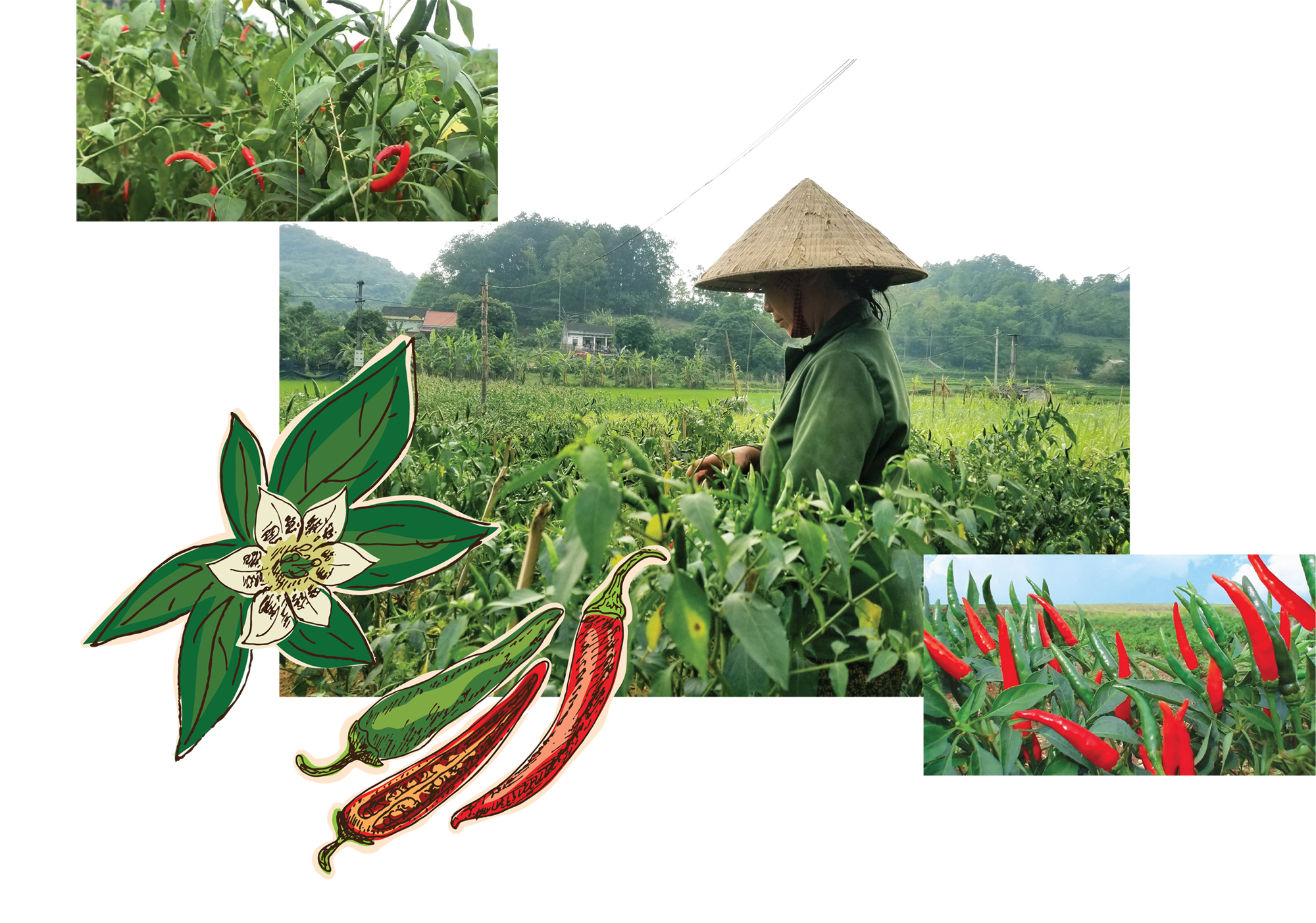 Longform | Lạng Sơn: Hiệu quả cao từ vùng sản xuất hàng hóa tập trung gắn với chuỗi liên kết Longform | Lạng Sơn: Hiệu quả cao từ vùng sản xuất hàng hóa tập trung gắn với chuỗi liên kết