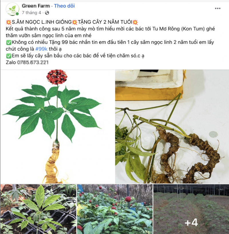 Sâm Ngọc Linh trước biến loạn giá trị, thật ảo lẫn lộn - Bài 1: Sâm Ngọc Linh: “Vàng thau lẫn lộn” Sâm Ngọc Linh trước biến loạn giá trị, thật ảo lẫn lộn - Bài 1: Sâm Ngọc Linh: “Vàng thau lẫn lộn”