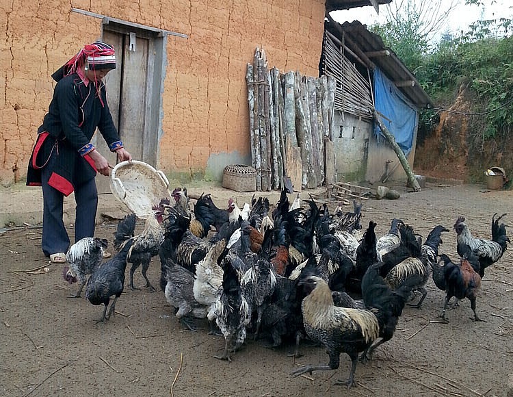 Mèo Vạc (Hà Giang) hỗ trợ phát triển các sản phẩm theo hướng hàng hóa Mèo Vạc (Hà Giang) hỗ trợ phát triển các sản phẩm theo hướng hàng hóa