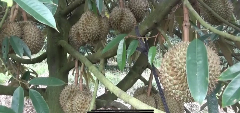 Đồng Nai đẩy mạnh giải pháp phát triển bền vững cho cây sầu riêng Đồng Nai đẩy mạnh giải pháp phát triển bền vững cho cây sầu riêng