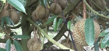 Đồng Nai đẩy mạnh giải pháp phát triển bền vững cho cây sầu riêng