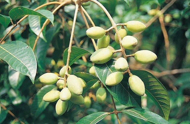 Quả trám: Vừa là vị thuốc quý, vừa là món ăn ngon miệng