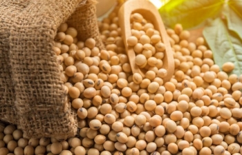 Giá đậu tương bật tăng mạnh