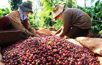 Giá cà phê mới nhất ngày 9/9/2023: Giá cà phê giảm nhẹ