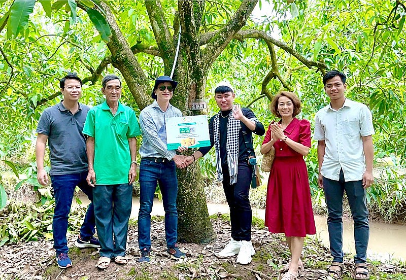 Mô hình cây xoài nhà tôi Mô hình cây xoài nhà tôi