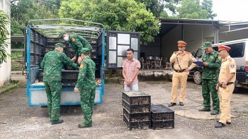 Điểm tin chống buôn lậu ngày 10/9: Bắt gia cầm không rõ nguồn gốc và phá đường dây sản xuất tiền giả
