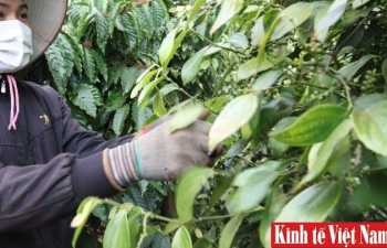 Giá tiêu tuần qua 2 - 7/10/2023: Đồng loạt giảm 1.000 đồng/kg so với tuần trước