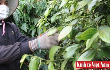 Giá tiêu hôm nay ngày 26/10/2023: Tây Nguyên chững lại, Đông Nam Bộ giảm 500 đồng/kg