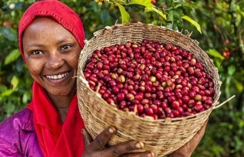 Giá cà phê giảm