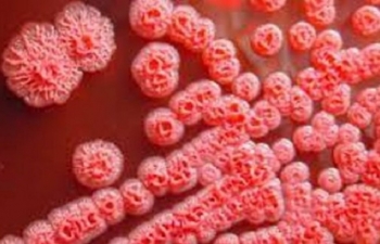 Bệnh nhân mắc bệnh Whitmore vi khuẩn ăn thịt người ở Thanh Hóa đã tử vong