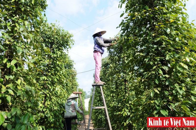 Giá tiêu hôm nay ngày 12/9/2023: Duy trì ổn định, cao nhất 73.500 đồng/kg Giá tiêu hôm nay ngày 12/9/2023: Duy trì ổn định, cao nhất 73.500 đồng/kg