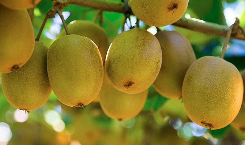 Kiwi là một trong những loại trái cây giàu vitamin C nhất Kiwi là một trong những loại trái cây giàu vitamin C nhất