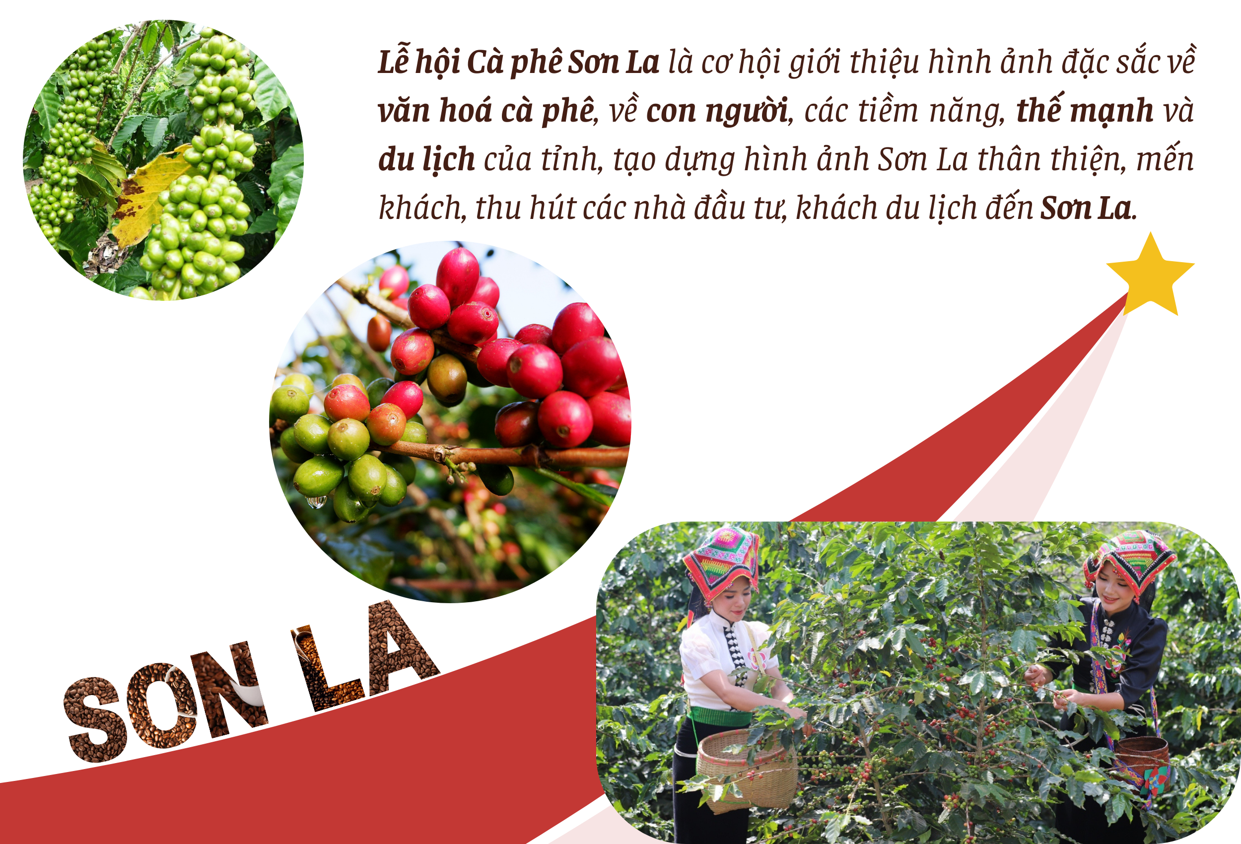 Longform | Cà phê Sơn La: Từ cây giảm nghèo đến thương hiệu vươn tầm thế giới Longform | Cà phê Sơn La: Từ cây giảm nghèo đến thương hiệu vươn tầm thế giới