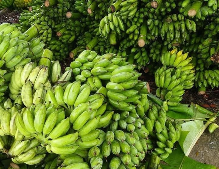 Tạm dừng xuất khẩu một số container sầu riêng, chuối: Hoàng Anh Gia Lai lên tiếng Tạm dừng xuất khẩu một số container sầu riêng, chuối: Hoàng Anh Gia Lai lên tiếng