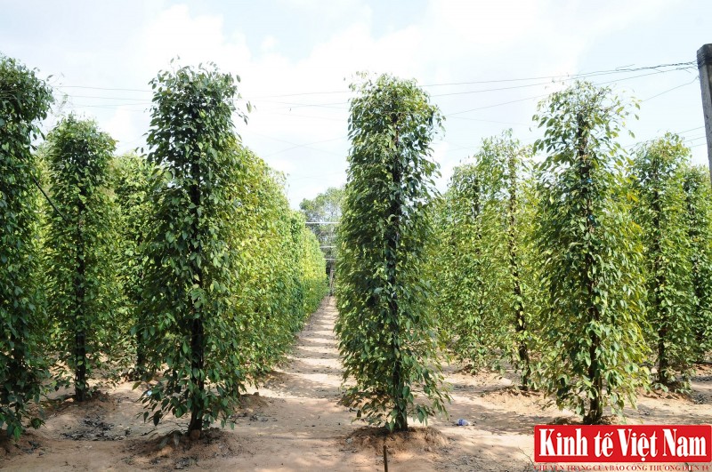 Giá tiêu hôm nay, các địa phương tiếp tục chững lại. Ảnh: Cấn Dũng. Giá tiêu hôm nay, các địa phương tiếp tục chững lại. Ảnh: Cấn Dũng.