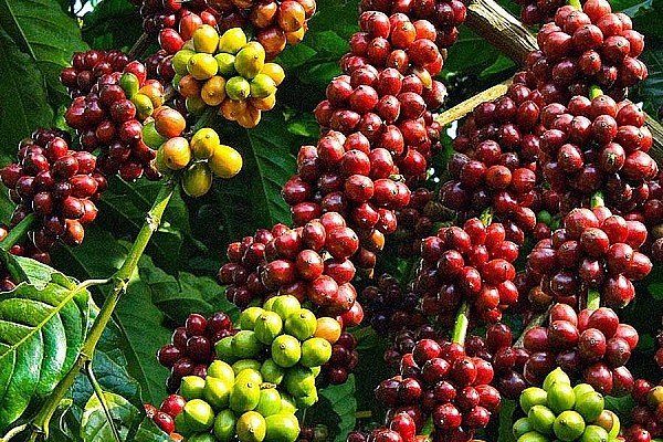 Hình minh họa Hình minh họa
