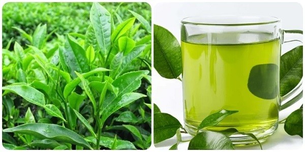 Khi pha trà xanh, bạn lưu ý đừng đun nước quá sôi vì sẽ phá hỏng dưỡng chất catechin. Ảnh minh họa Khi pha trà xanh, bạn lưu ý đừng đun nước quá sôi vì sẽ phá hỏng dưỡng chất catechin. Ảnh minh họa