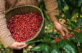 Giá cà phê mới nhất ngày 16/9/2023: Giá tăng cao chạm ngưỡng 67.900 đ/kg