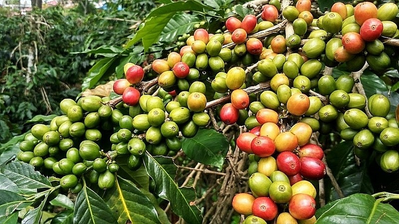 Hình minh họa Hình minh họa