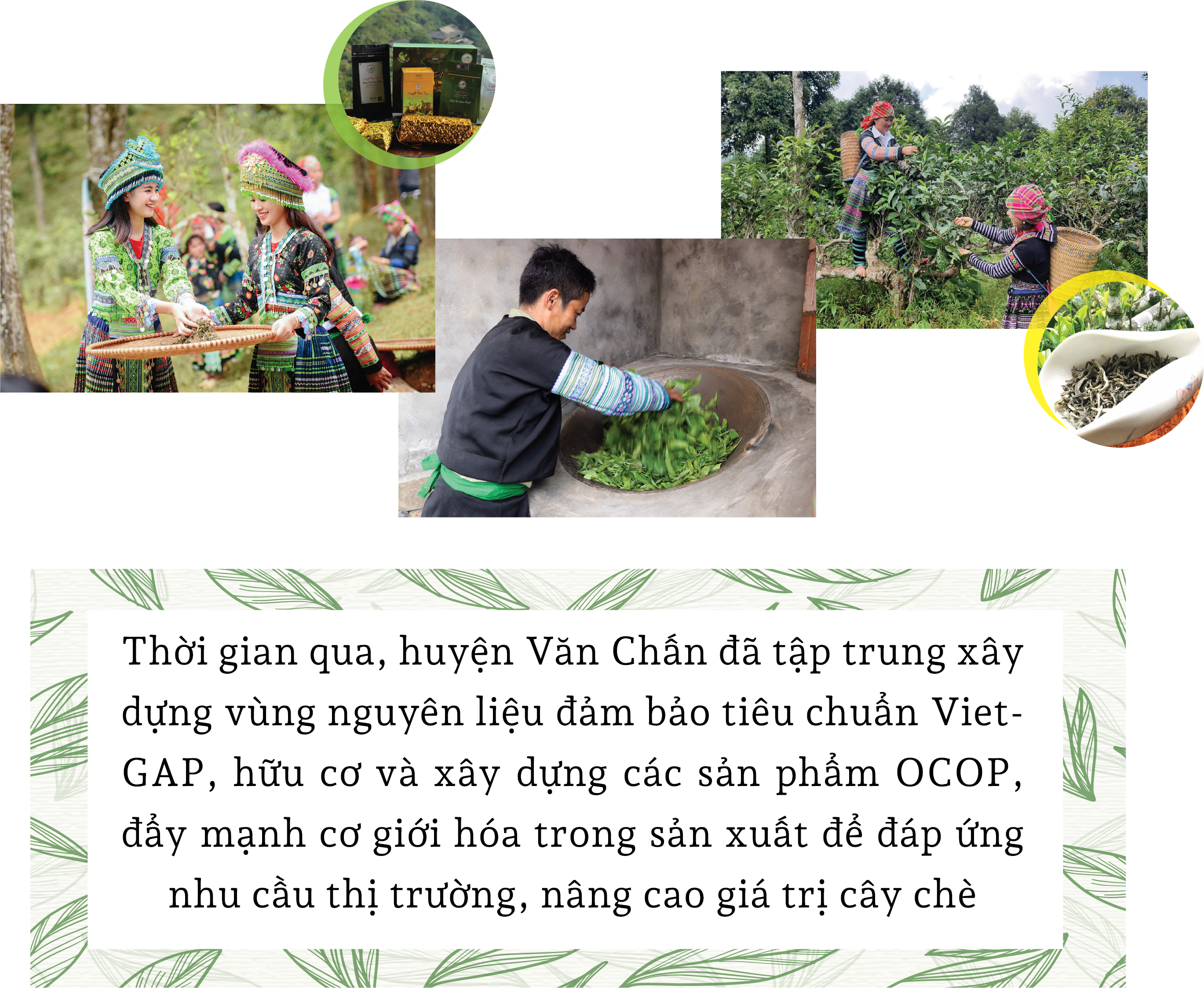 Chứng nhận OCOP: “Giấy thông hành” cho nông sản Yên Bái Chứng nhận OCOP: “Giấy thông hành” cho nông sản Yên Bái