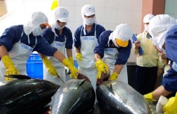 Xuất khẩu cá ngừ đóng hộp tăng vọt trong bối cảnh khó khăn chung