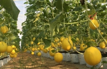 Thanh Hóa: Chương trình Mỗi xã một sản phẩm giúp Hợp tác xã phát triển bền vững