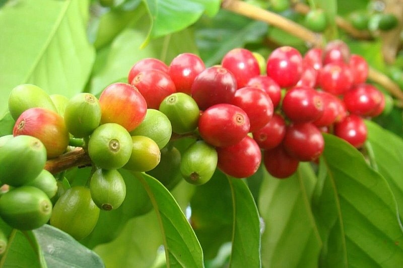 Ảnh minh họa Ảnh minh họa