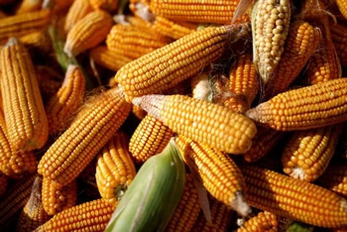 Giá ngô biến động trong khoảng hẹp, thị trường lúa mì lại hồi phục Giá ngô biến động trong khoảng hẹp, thị trường lúa mì lại hồi phục