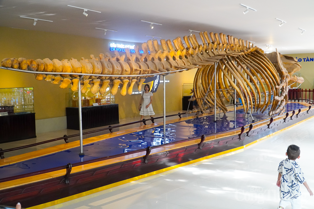 Chiêm ngưỡng bộ xương cá voi dài 18m, nặng 10 tấn ở Nha Trang Chiêm ngưỡng bộ xương cá voi dài 18m, nặng 10 tấn ở Nha Trang