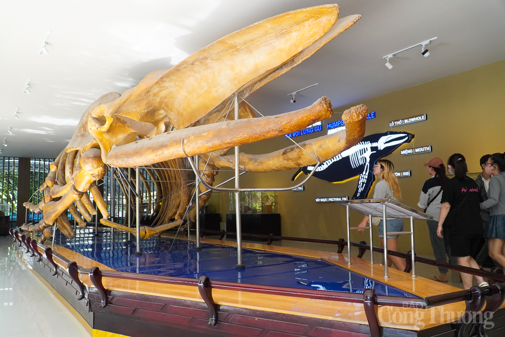 Chiêm ngưỡng bộ xương cá voi dài 18m, nặng 10 tấn ở Nha Trang Chiêm ngưỡng bộ xương cá voi dài 18m, nặng 10 tấn ở Nha Trang