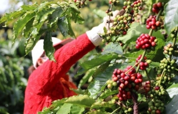 Giá cà phê mới nhất ngày 19/9/2023: Thị trường trong nước tăng, lên mốc 68.500 đ/kg