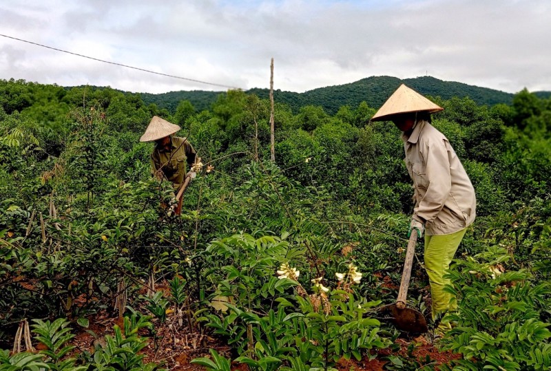 Bà con huyện Sơn Động mở rộng diện tích trồng dược liệu (Ảnh: Xuân Thoả - Trần Chung) Bà con huyện Sơn Động mở rộng diện tích trồng dược liệu (Ảnh: Xuân Thoả - Trần Chung)