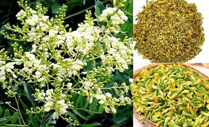 Công dụng tuyệt vời của hoa hòe đối với sức khỏe con người Công dụng tuyệt vời của hoa hòe đối với sức khỏe con người