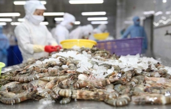 Xuất khẩu tôm sang Mỹ và Trung Quốc ghi nhận kết quả tích cực