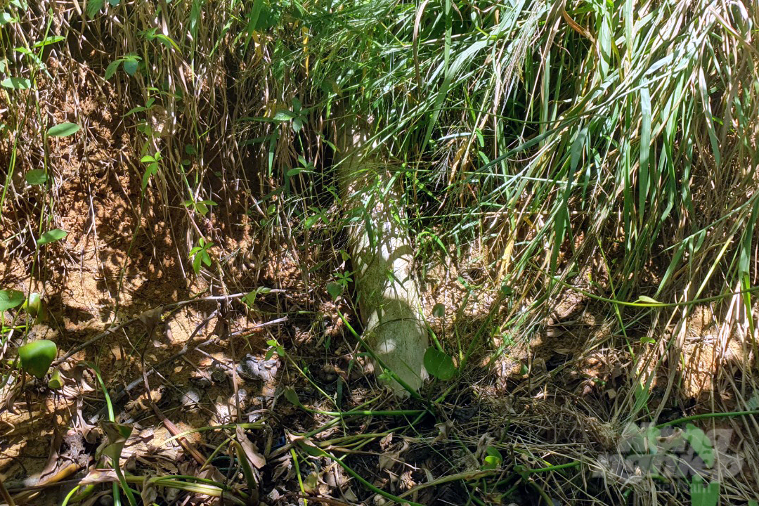 5-071437_992-071437.jpg Lực lượng chức năng phát hiện 1 đường ống ngầm nối ra dòng sông ngay phía sau lưng Nhà máy chế biến mủ cao su của Công ty Đức Hiền. Ảnh: Võ Dũng.