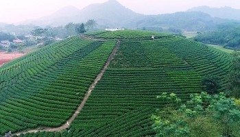 Thái Nguyên: Mở rộng diện tích chè hữu cơ tại các huyện miền núi